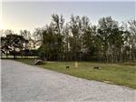 Child playing with dogs in the grass at Natchez RV Park - thumbnail