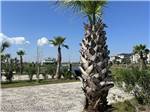 A young palm tree at Galveston Island RV Park - thumbnail