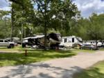 Parked RV's at site Big Tree RV Park - thumbnail