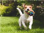 Dog running with a toy in its mouth at Ptimaster RV Park - thumbnail