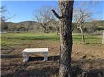 Bench seating near a tree - thumbnail