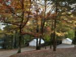 Tent's under fall trees at Timberline Glamping at Amicalola Falls - thumbnail