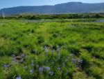 Open grass area at site Oregon Outback RV Park - thumbnail