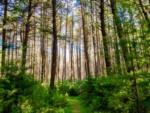 View of the trees at Hominy Ridge Cabins and Gift Shop - thumbnail