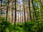 Tall trees at Hominy Ridge Cabins and Gift Shop - thumbnail