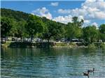 Ducks on the water at Lakeshore RV Park - thumbnail