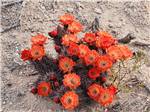Orange flowers at Mountain View RV Park - thumbnail
