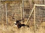 A buck near a fence at Mountain View RV Park - thumbnail