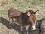 A little donkey - thumbnail