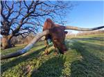 A long horned steer - thumbnail