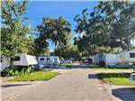 Tree lined paved street - thumbnail