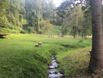 A lush green camp area near a creek at Gorgeous Stays - thumbnail