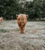 Baby bison - thumbnail