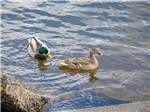 Ducks swimming in the water - thumbnail