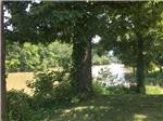 Trees in the park - thumbnail