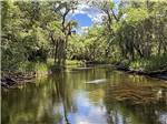A nearby stream - thumbnail
