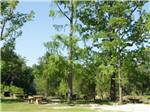 Picnic Area - thumbnail