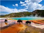 Buffalo crossing the water - thumbnail