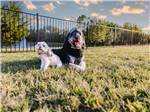 Two dogs on the trail - thumbnail