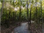 Resort trails under the trees - thumbnail