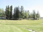 Tall trees by the grass at Edson Lions Park Campground - thumbnail