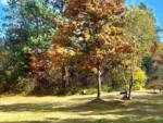 A camping site among fall trees at Tamarack Springs Campground - thumbnail