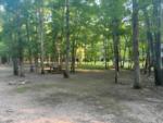 Panic area in the woods at Deer Creek Campground - thumbnail