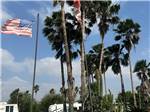 Palm trees and flying flags - thumbnail