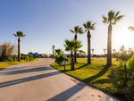 Road line with palm trees - thumbnail