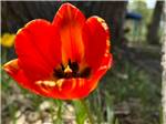 Flower at the park - thumbnail