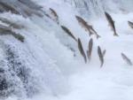 Salmon swimming upstream - thumbnail