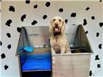 A dog inside the dog was station - thumbnail