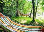 Hammocks in a shaded area - thumbnail