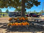 A picnic table with pumpkins on it - thumbnail