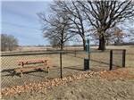 The dog park - thumbnail