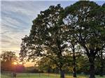 The sun sets behind the trees - thumbnail