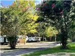 RVs at site among shade trees - thumbnail