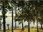 A view of the lake through the trees - thumbnail