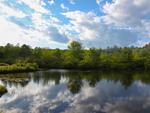 A view of the pond, trees and blue sky - thumbnail