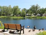 Ducks by a bench near the pond - thumbnail