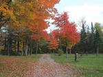 Road way with fall trees at site Mystic Valley Campground - thumbnail