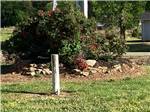 Roses on grounds - thumbnail