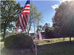 Flags and tress - thumbnail