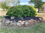 More landscaping - thumbnail