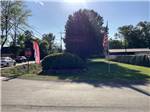 Shade trees - thumbnail