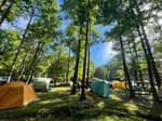 Tents under trees - thumbnail