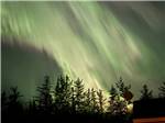 Lights across the trees - thumbnail
