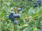 Blueberries growing on a bush - thumbnail