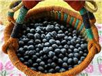 Blueberries in a basket - thumbnail