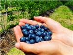 Someone with a handful of blueberries - thumbnail